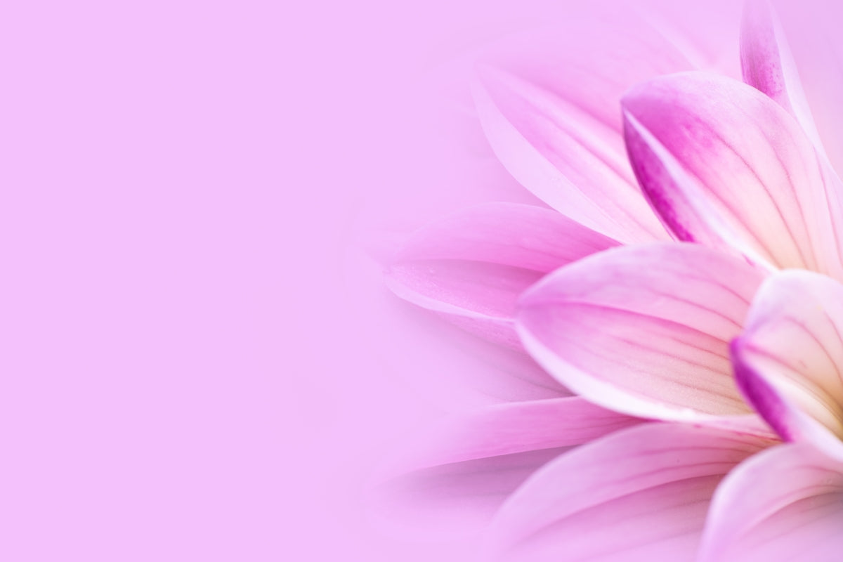 a close up of a pink flower on a pink background