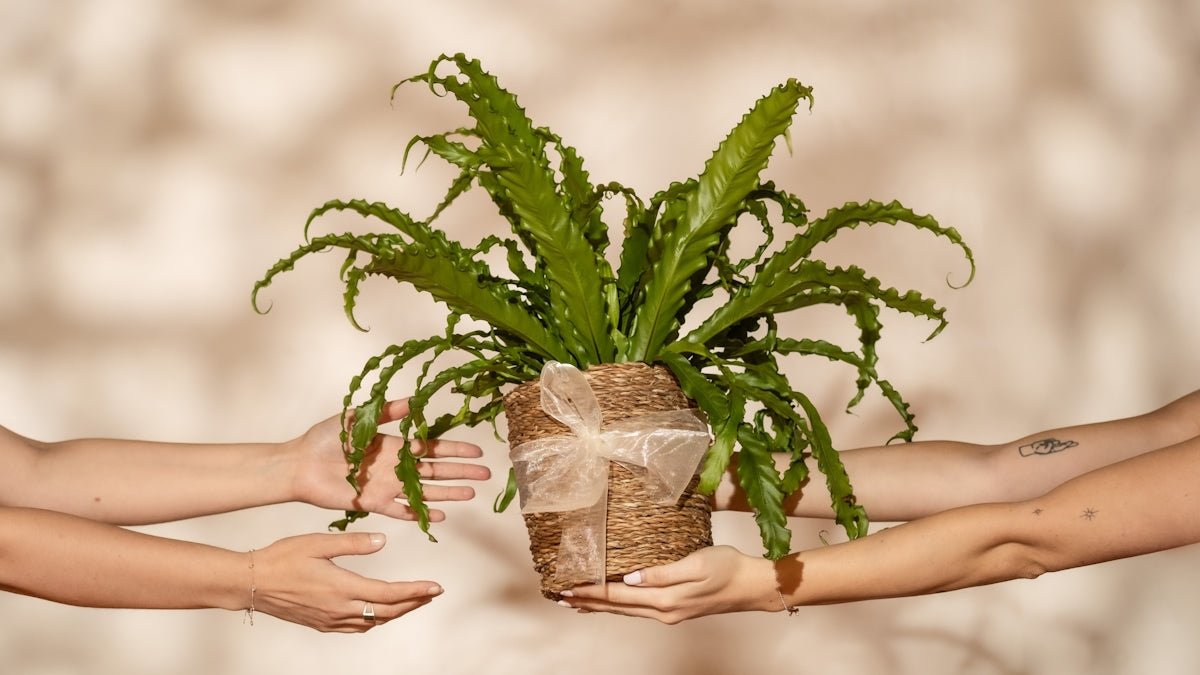Exploring the Synergy of Emotional and Ethical Skincare Journeys - Kenzina